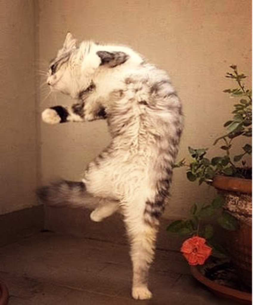 f:id:madokaraqssharqi:20150915225826j:image f:id:madokaraqssharqi:20150915225826j:image