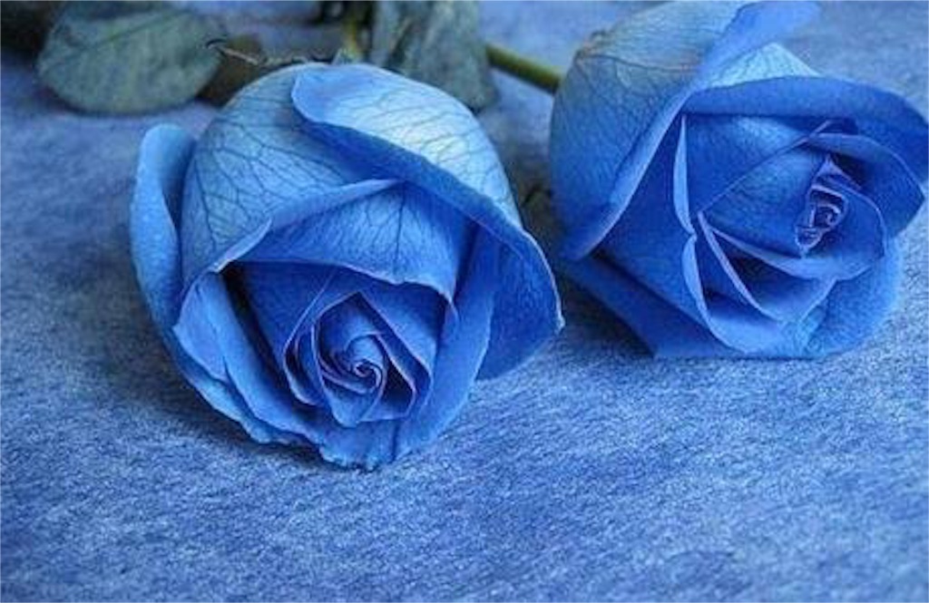 f:id:madokaraqssharqi:20151213171738j:image f:id:madokaraqssharqi:20151213171738j:image