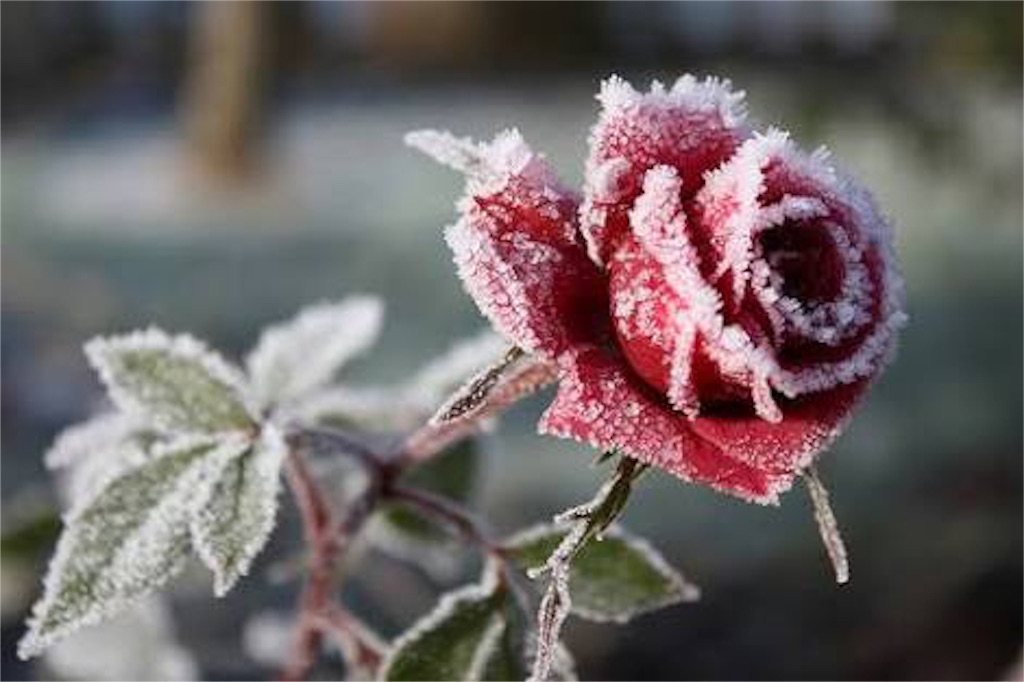 f:id:madokaraqssharqi:20160119225913j:image f:id:madokaraqssharqi:20160119225913j:image