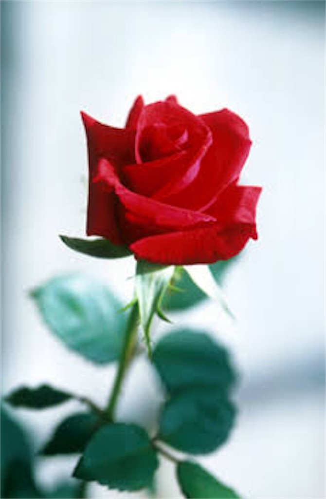 f:id:madokaraqssharqi:20160320155425j:image f:id:madokaraqssharqi:20160320155425j:image
