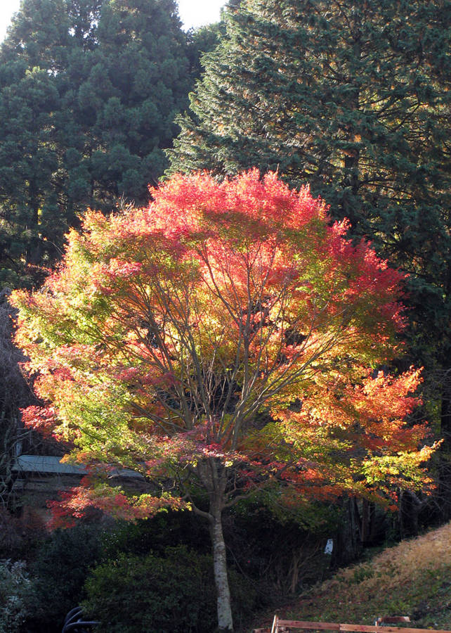 f:id:madono-life:20091115081726j:image:w400