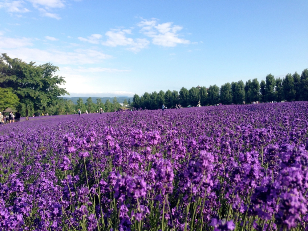 f:id:maemuki:20130717161158j:plain f:id:maemuki:20130717161158j:plain