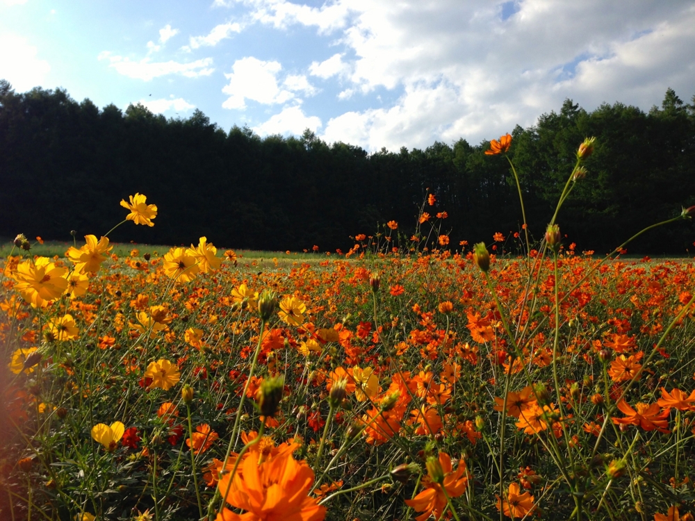 f:id:maemuki:20130717163813j:plain f:id:maemuki:20130717163813j:plain