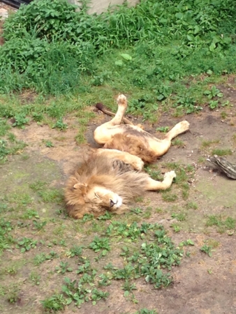 f:id:maemuki:20131027221249j:plain f:id:maemuki:20131027221249j:plain