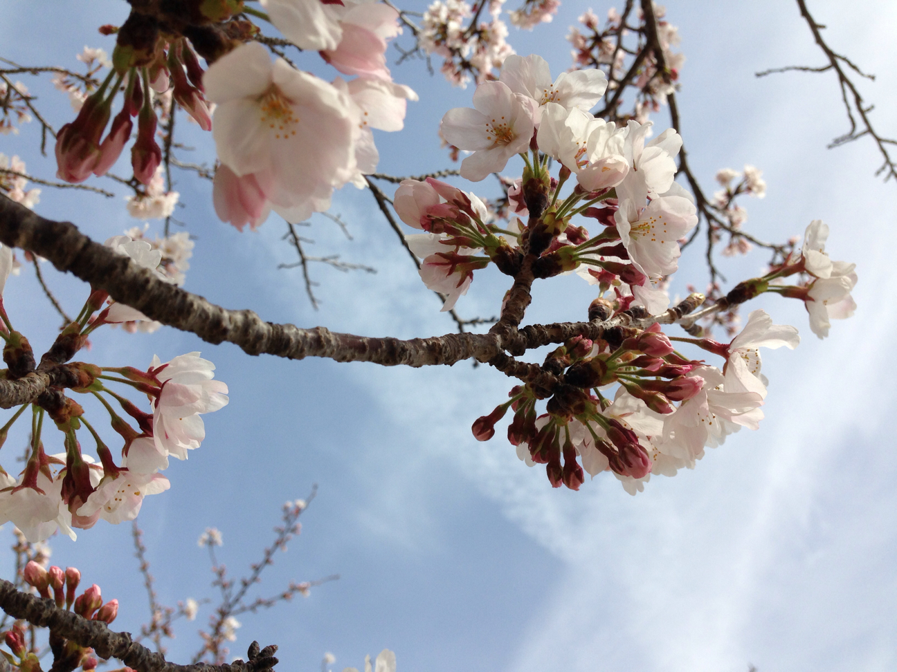 f:id:magatama99:20130401225053j:plain f:id:magatama99:20130401225053j:plain