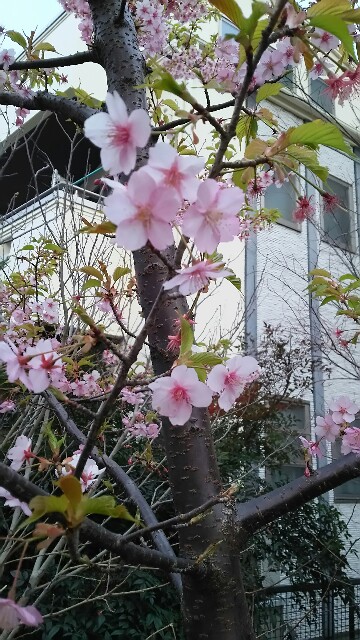 f:id:magentasoul:20160308055747j:image f:id:magentasoul:20160308055747j:image