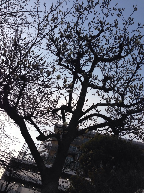 f:id:magurochiru:20150319212908j:plain f:id:magurochiru:20150319212908j:plain