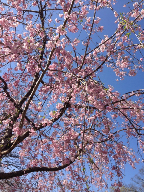 f:id:magurochiru:20150410221628j:plain f:id:magurochiru:20150410221628j:plain