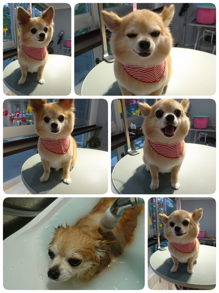f:id:mahaloblog:20160502153414j:plain f:id:mahaloblog:20160502153414j:plain