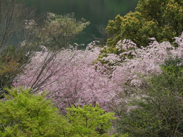 f:id:maimaiyupi:20160412121108j:image f:id:maimaiyupi:20160412121108j:image