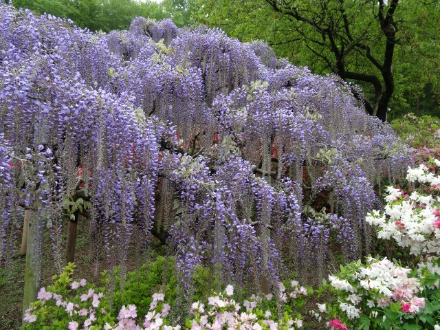 f:id:maimaiyupi:20160426145039j:image f:id:maimaiyupi:20160426145039j:image
