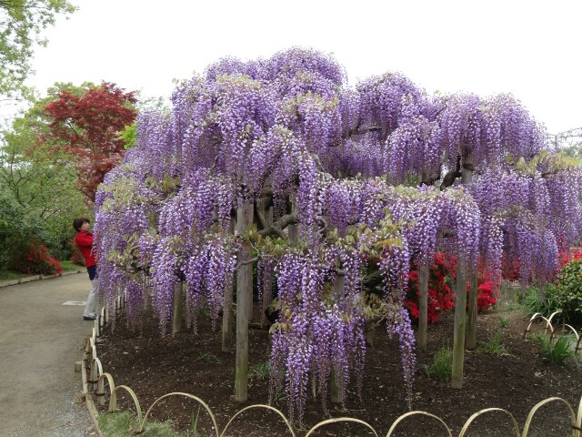 f:id:maimaiyupi:20160426145134j:image f:id:maimaiyupi:20160426145134j:image