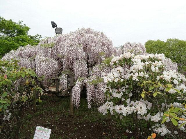 f:id:maimaiyupi:20160426145512j:image f:id:maimaiyupi:20160426145512j:image