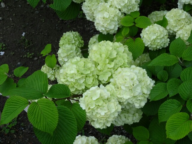 f:id:maimaiyupi:20160426150136j:image f:id:maimaiyupi:20160426150136j:image