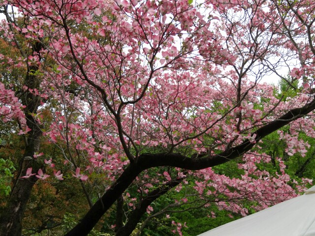 f:id:maimaiyupi:20160426150220j:image f:id:maimaiyupi:20160426150220j:image