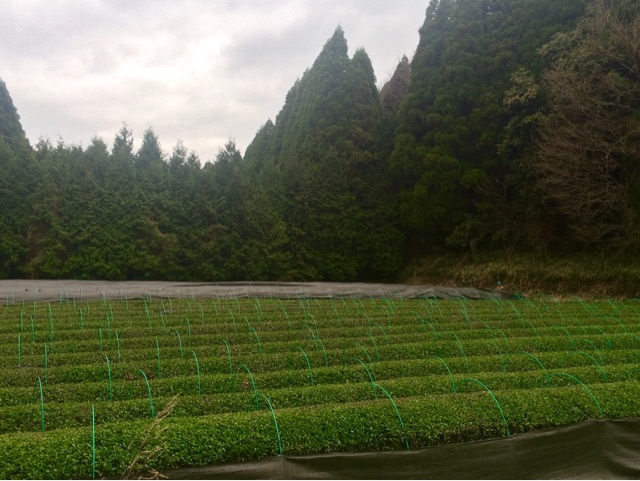 f:id:maimoi1231:20150406075037j:plain f:id:maimoi1231:20150406075037j:plain