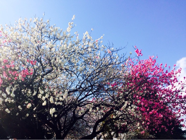 f:id:maimoi1231:20150408002500j:plain f:id:maimoi1231:20150408002500j:plain