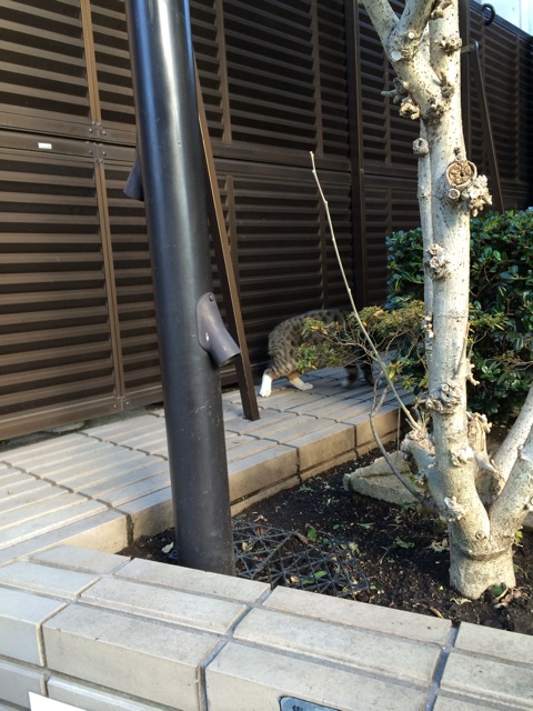 f:id:maison_shibainu:20131229125324j:plain f:id:maison_shibainu:20131229125324j:plain