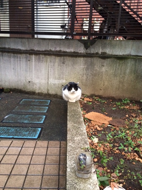 f:id:maison_shibainu:20140131014424j:plain f:id:maison_shibainu:20140131014424j:plain