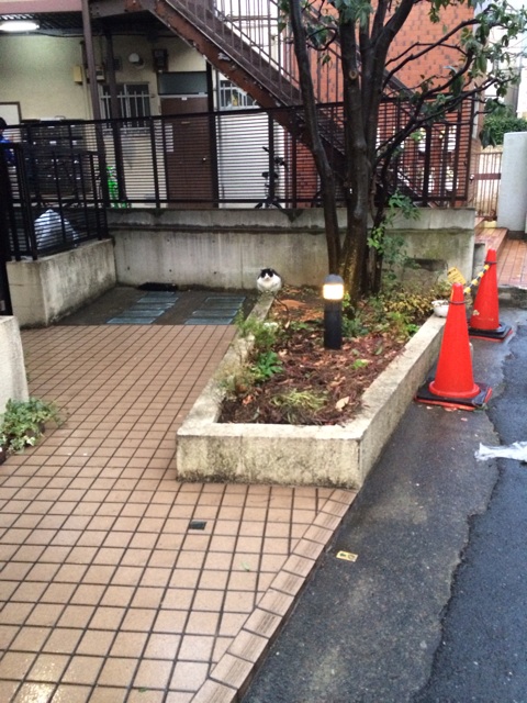 f:id:maison_shibainu:20140131014913j:plain f:id:maison_shibainu:20140131014913j:plain