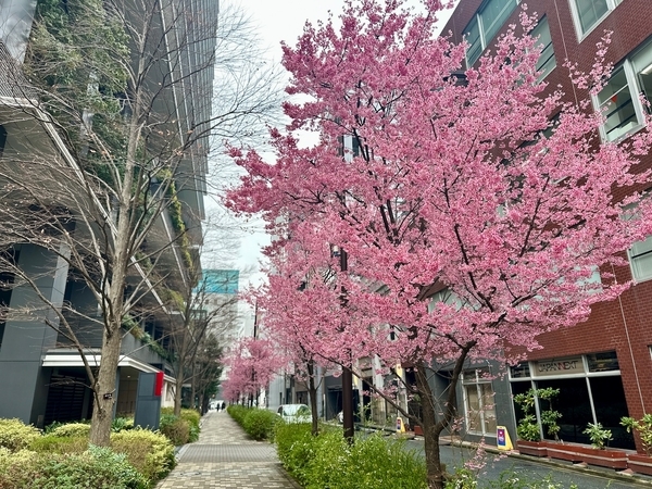 東京スクエアガーデンのオカメザクラ