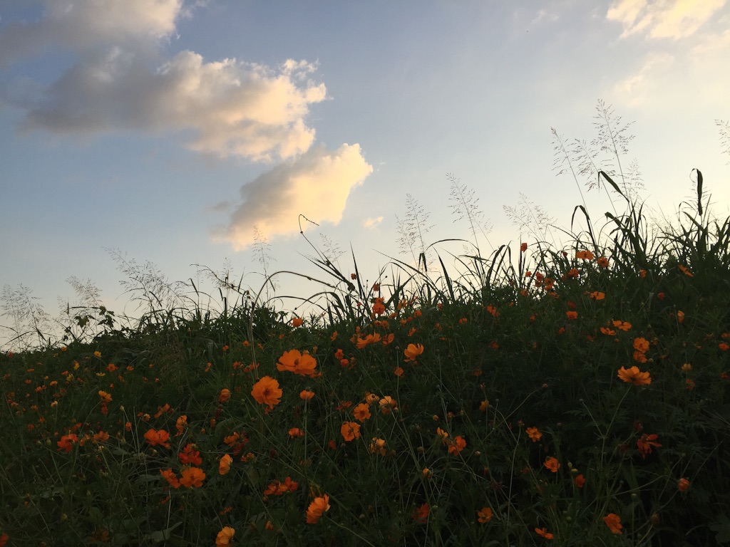 f:id:malstrail:20150815224853j:image f:id:malstrail:20150815224853j:image