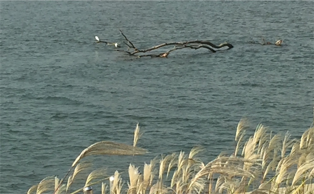 f:id:malstrail:20151025142255j:image f:id:malstrail:20151025142255j:image