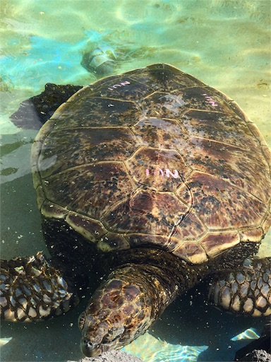 f:id:mamashizue:20160228075645j:image f:id:mamashizue:20160228075645j:image