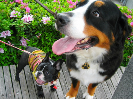 f:id:mame-mami:20070421174052j:image
