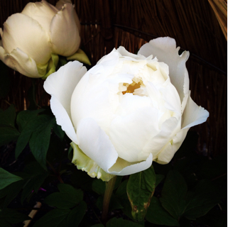 f:id:mame90:20130223111651j:plain f:id:mame90:20130223111651j:plain