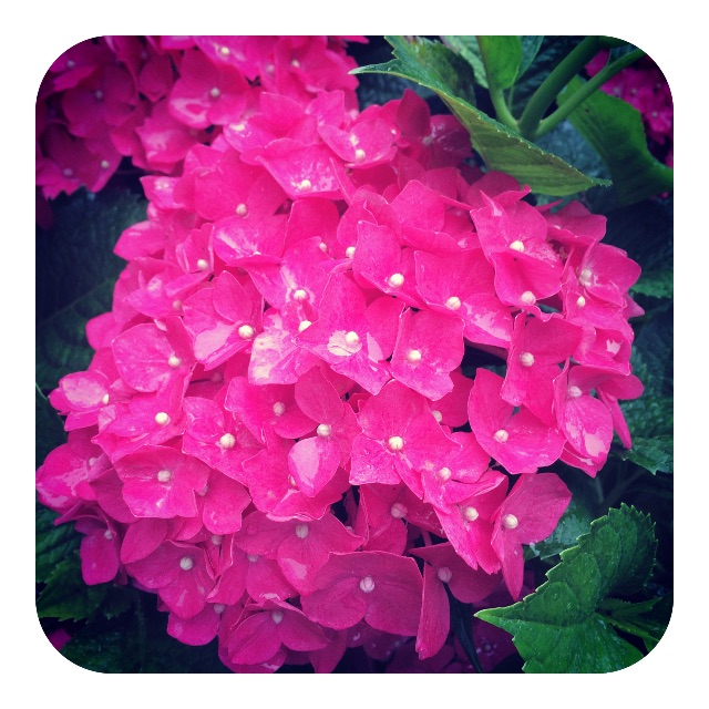 f:id:mameyaccox:20150704161311j:image f:id:mameyaccox:20150704161311j:image