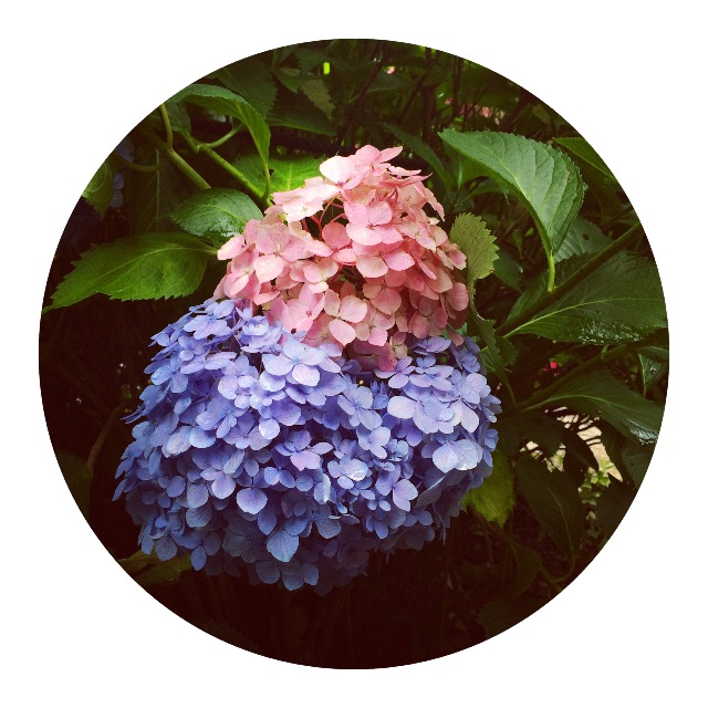 f:id:mameyaccox:20150704161320j:image f:id:mameyaccox:20150704161320j:image