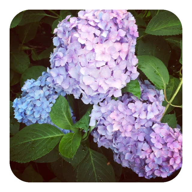 f:id:mameyaccox:20150704161327j:image f:id:mameyaccox:20150704161327j:image