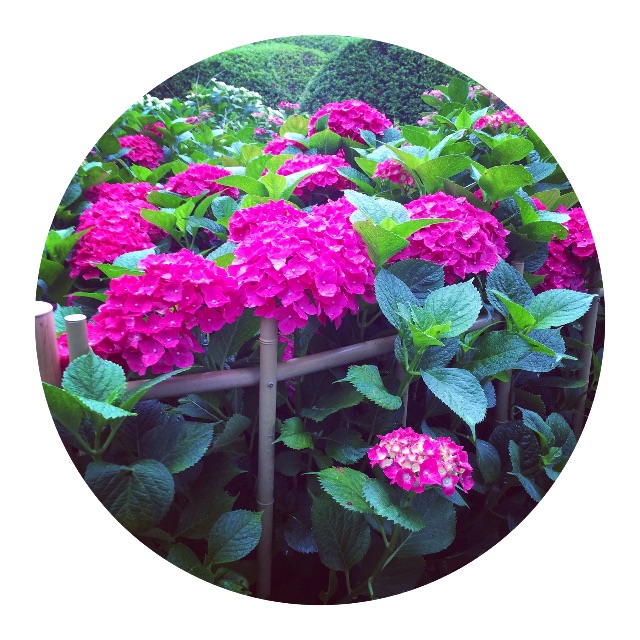 f:id:mameyaccox:20150704161334j:image f:id:mameyaccox:20150704161334j:image