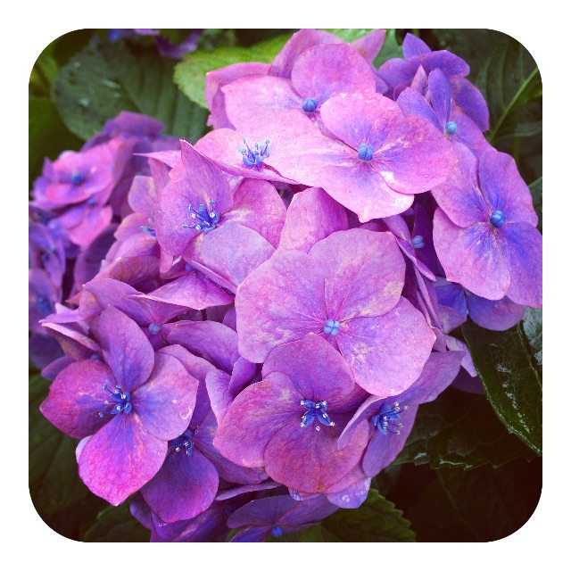 f:id:mameyaccox:20150704161341j:image f:id:mameyaccox:20150704161341j:image