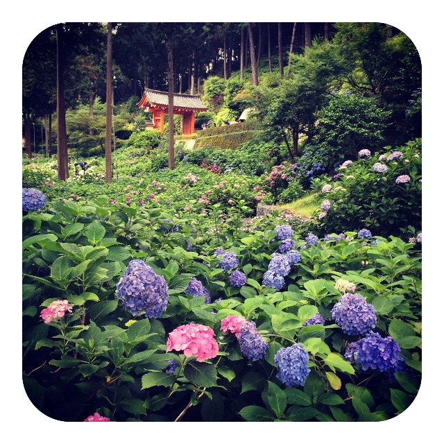 f:id:mameyaccox:20150704161350j:image f:id:mameyaccox:20150704161350j:image