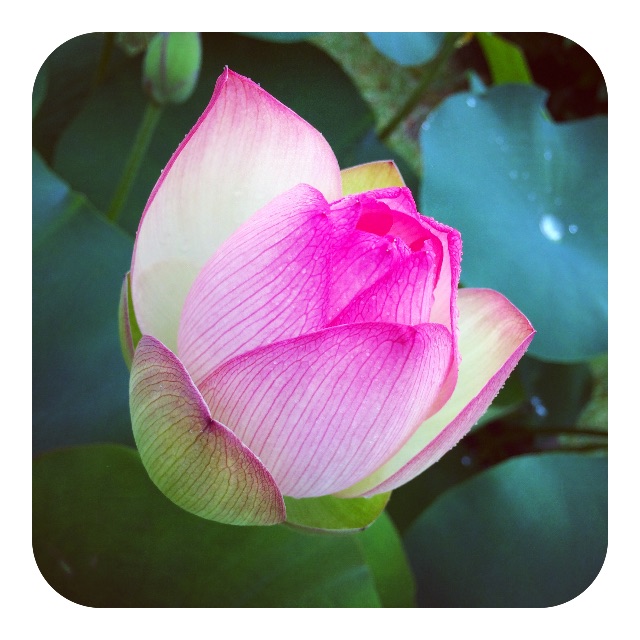 f:id:mameyaccox:20150704161358j:image f:id:mameyaccox:20150704161358j:image