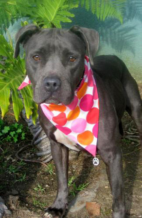 f:id:mamimami_LA:20080617092457j:image