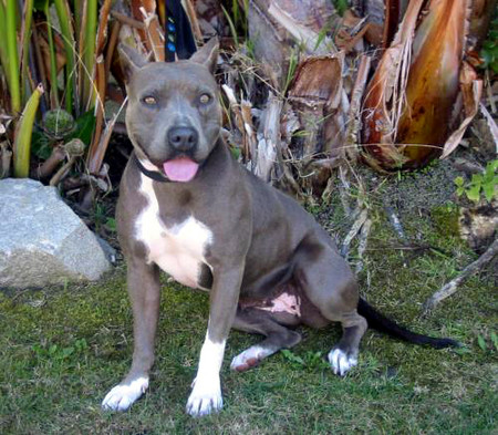 f:id:mamimami_LA:20080617092511j:image