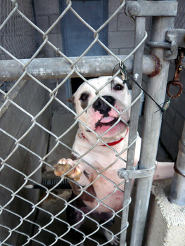 f:id:mamimami_LA:20080804120816j:image