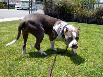 f:id:mamimami_LA:20080804125332j:image