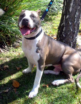 f:id:mamimami_LA:20080820064029j:image