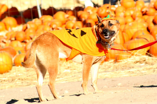 f:id:mamimami_LA:20081008082442j:image f:id:mamimami_LA:20081008082442j:image
