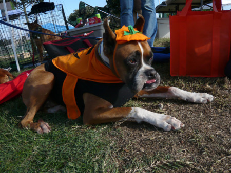 f:id:mamimami_LA:20081019154101j:image f:id:mamimami_LA:20081019154101j:image