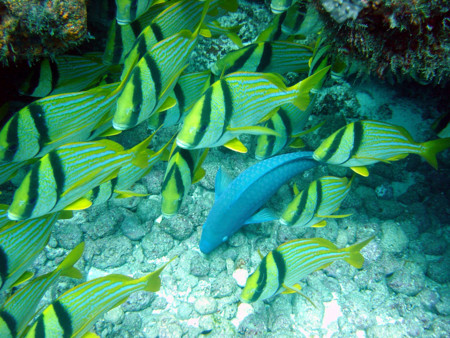 f:id:mamimami_LA:20081120094903j:image f:id:mamimami_LA:20081120094903j:image