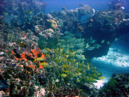 f:id:mamimami_LA:20081120105907j:image f:id:mamimami_LA:20081120105907j:image