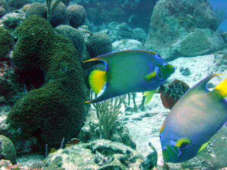 f:id:mamimami_LA:20081121111347j:image f:id:mamimami_LA:20081121111347j:image