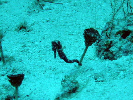 f:id:mamimami_LA:20081121112049j:image f:id:mamimami_LA:20081121112049j:image