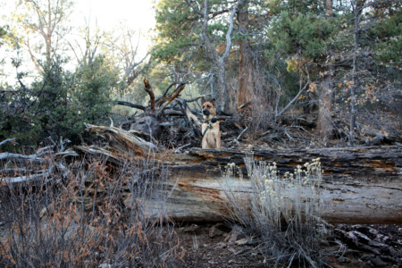 f:id:mamimami_LA:20081128145451j:image