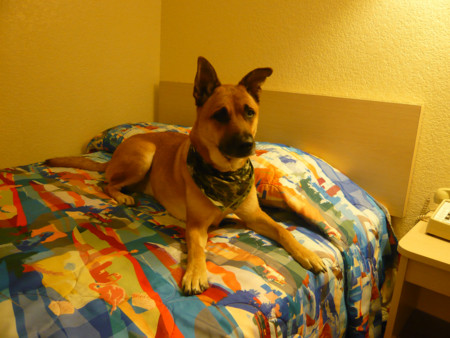 f:id:mamimami_LA:20081128195328j:image